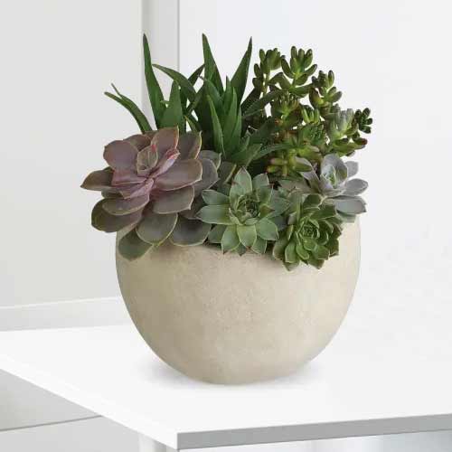 Modern Succulent-Mother's Day Delivery Plants