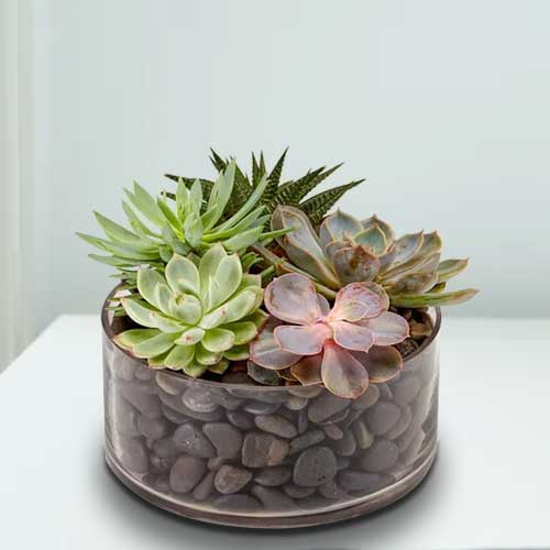 Succulent Dish-Plants For Birthday