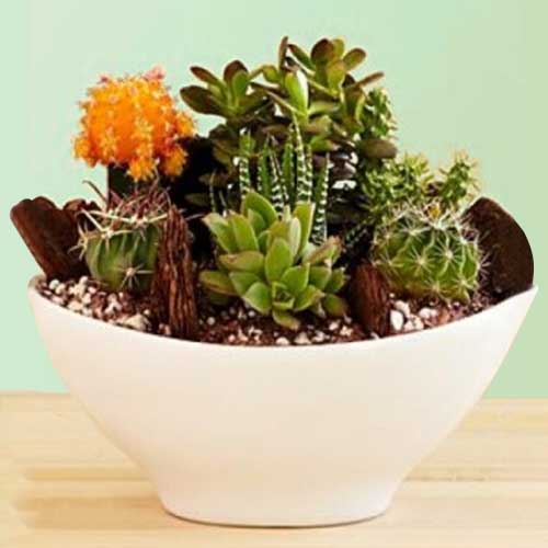 Contemporary Cactus-Plants To Send For Christmas