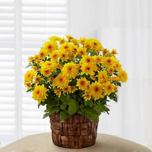 Chrysanthemum Plant-Plant For Get Well Wishes