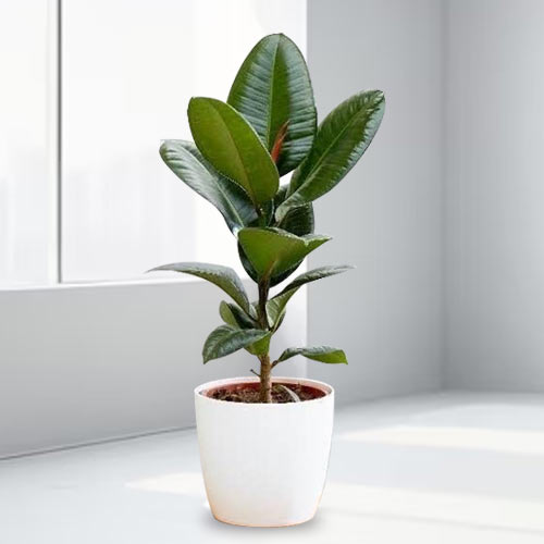 - Indoor Plant Gift Delivery