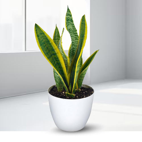 Snake Plant-Plants To Send For Father's Day