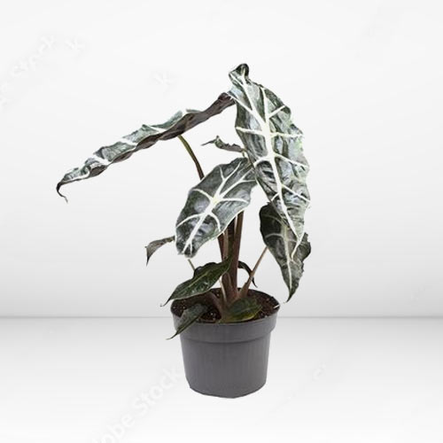 Alocasia Polly-Send A House Plant