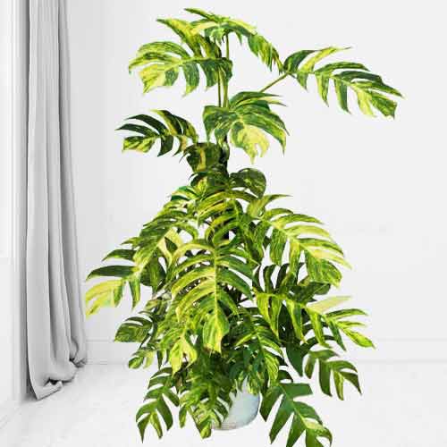 - Send A Housewarming Plant