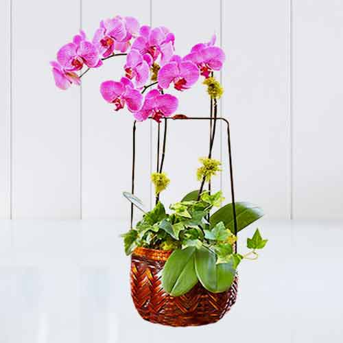 - Pink Orchid Plants For Mom's Birthday