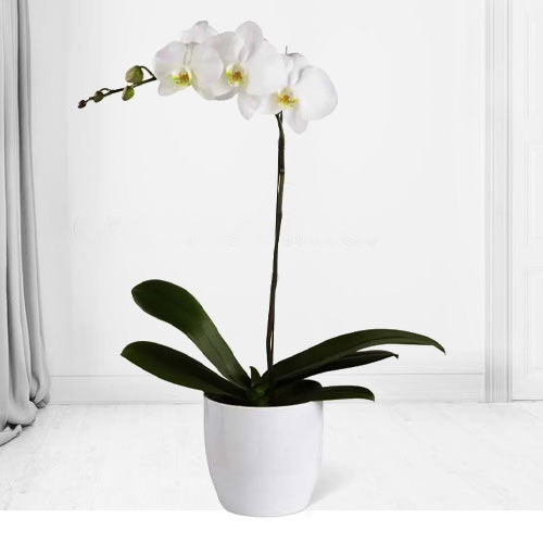 Single Stem White Phalaenopsis Orchid-White Orchid Plant For Grandma Birthday