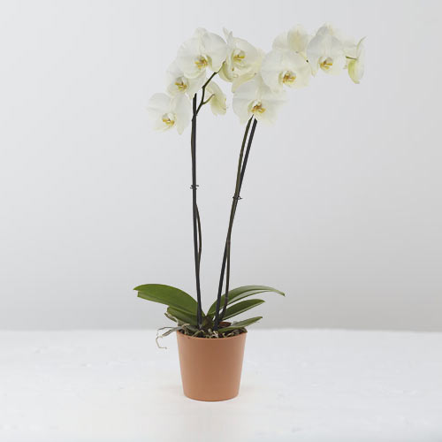 - Sympathy Orchid Delivery