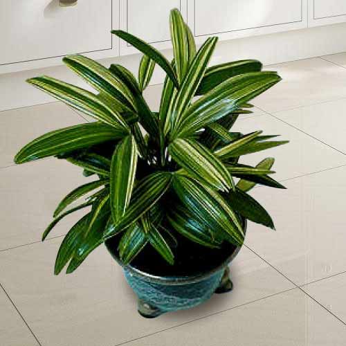 - Birthday Plant Delivery For Her