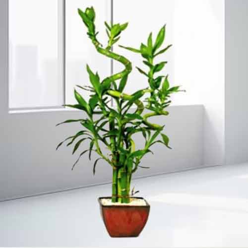 - Indoor Plants For Gifts