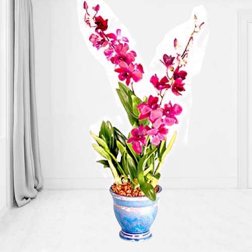 - Orchid Plant Delivery