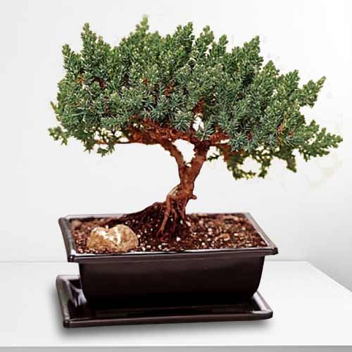 Creeping Juniper Bonsai-Send Bonsai Plant For Birthday