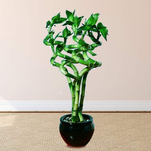 - Plants For Housewarming