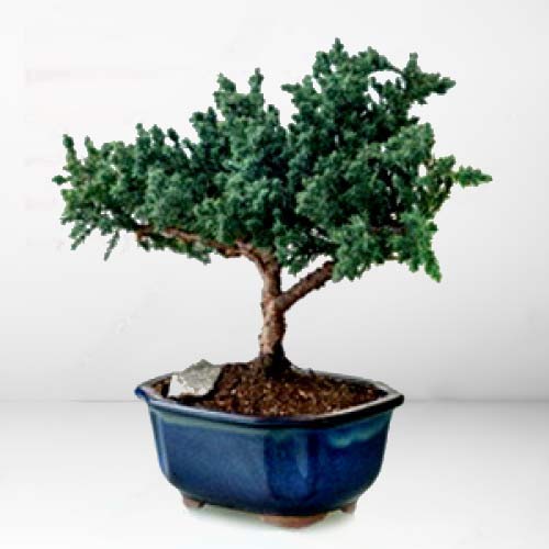 Deluxe Juniper Bonsai-Bonsai Plants For Delivery