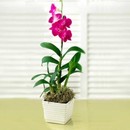 Pink Dendrobium Orchi