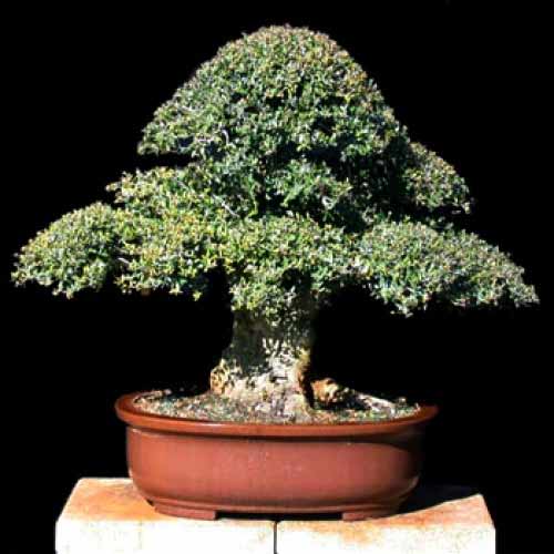 Ficus Nana Specie-Send Someone A Bonsai Tree