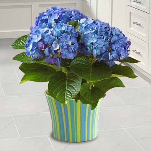 Hydrangea Plant-Blue Hydrangea Plant For Dad