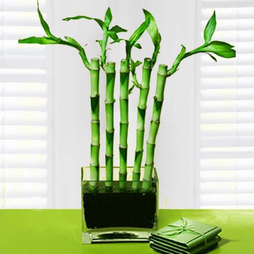 Lucky Bamboo-Housewarming Plant For Good Luck