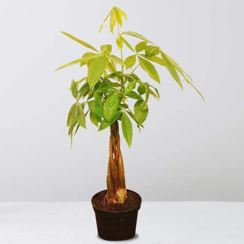 - Send Housewarming Plant