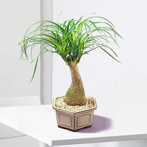 - Housewarming Plant Gift