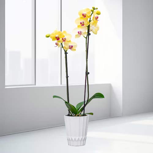 Potted Double Stem Orchid-Get Well Plant Delivery