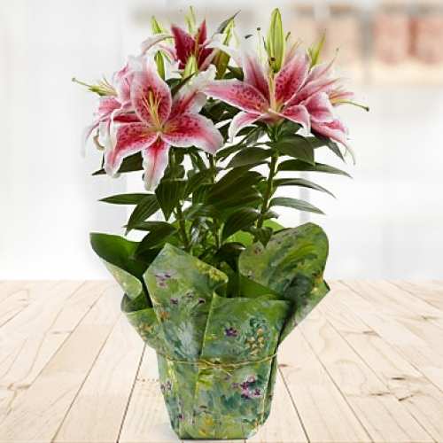 - Flower Plants For Mother's Day