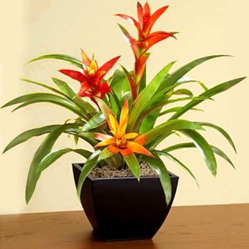 Tropical Bromeliad-Potted Plant For New Home