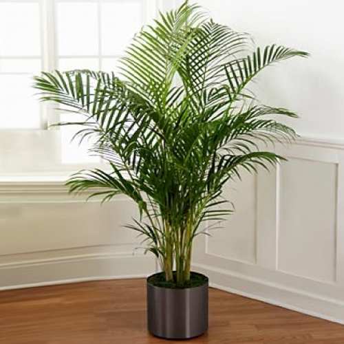 Palm Plant