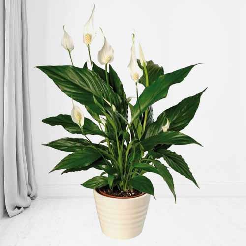 Peace Lily-Send Indoor Plants As Gifts