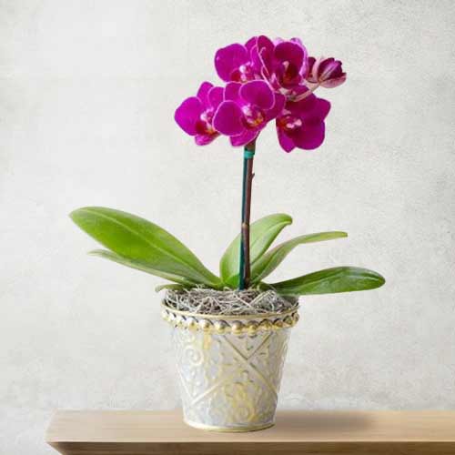 Graceful Mini Orchid-Orchid Plants For Mother's Day