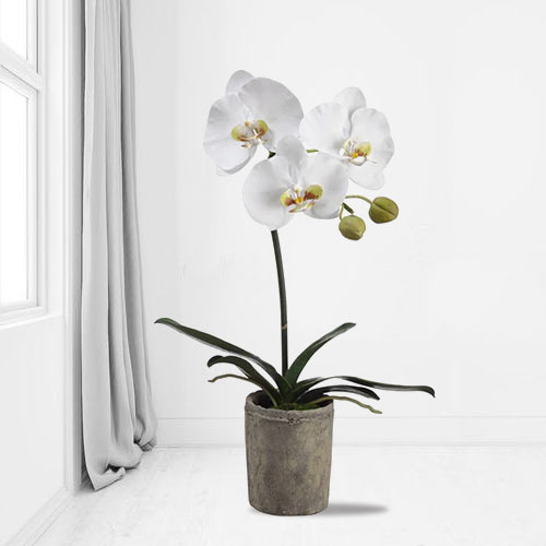 Phalaenopsis Orchid-Sending Orchids As A Gift