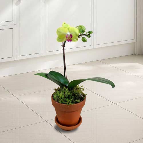 - Send Orchid Plant Online